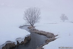 Icy Stream Tree 021716 4453