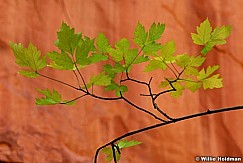 D1003glowingleaves