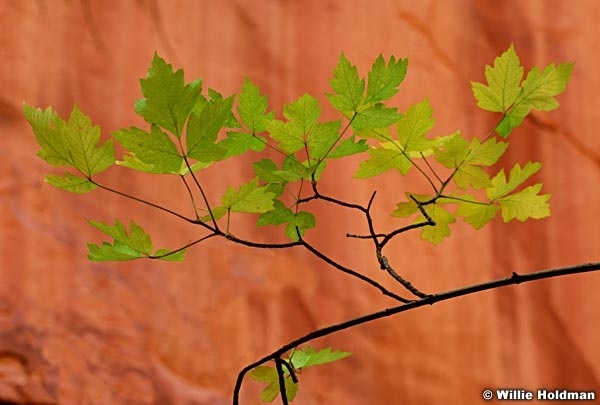 D1003glowingleaves