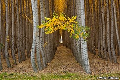 Poplar Tree Rows 102016 7219 1