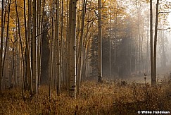 Aspen mist autumn 092612 98