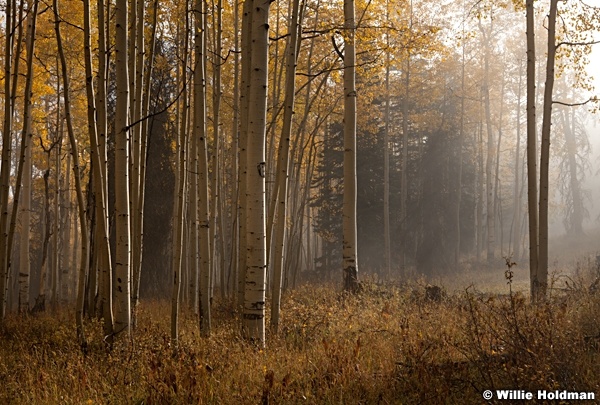 Aspen mist autumn 092612 98