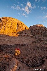 redcactusbloom051510 1
