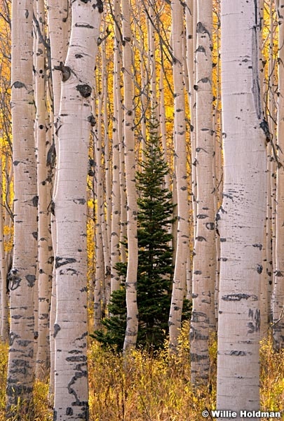 Lone Pine Aspen 100714 1150 2