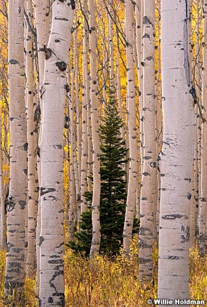 Lone Pine Aspen 100714 1150 2