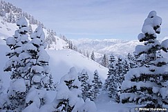 Timpanogos Winter Pines 123015 1805 3