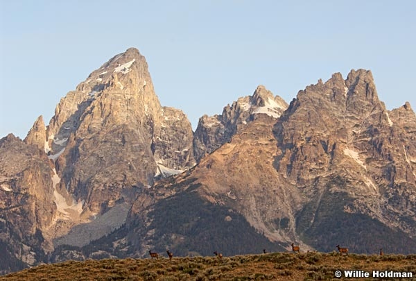 071807elkgrandteton