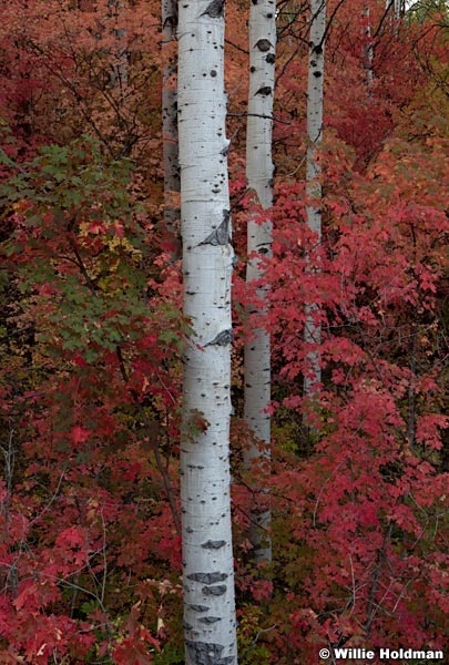 Maples Aspen 092012 213