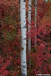 Maples Aspen 092012 213