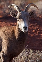 Bighorn Sheep Nevada 011113 460