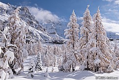 Snow Coverd Larch 100318 7445