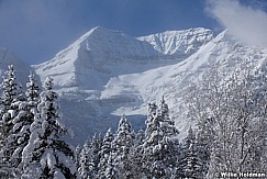 Frosty Timpanogos Pines 121912 343
