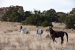 SanRafaelhorses102810 8120