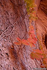 Vineonslickrock103009 40