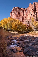 Yellow Cottonwood Capitol Reef 102519 0650 0651