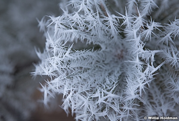 Hoar Frost Pines 010420 7404 3