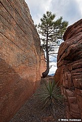 Yucca Tree Sandstone 031520 5067