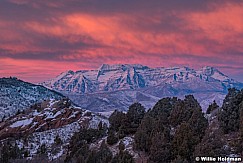 Timpanogos Purples Timber Lakes