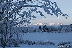 Timpanogos Snow Branches 112518 8608 6