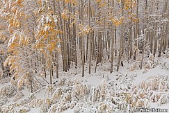 Yellow Aspens Snow 100511 32