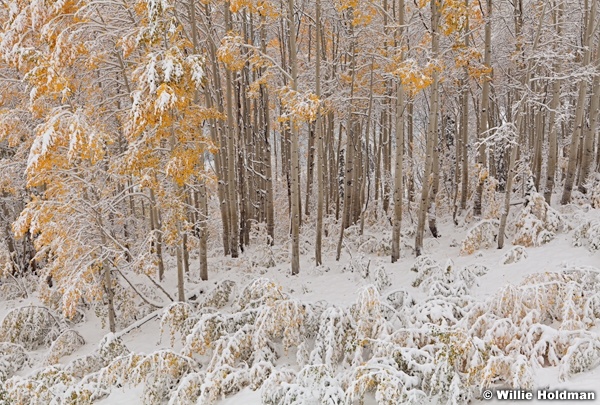 Yellow Aspens Snow 100511 32