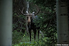 Moose Pines 081016 3
