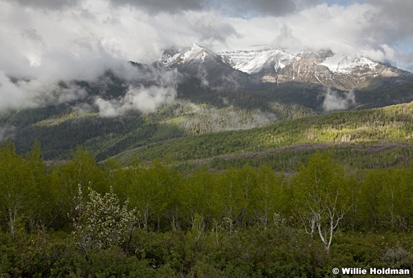 Spring Greens Timpanogos 052913 6144