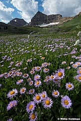 Timp Purple Daisies 081823 6196 2