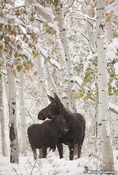 Cow moose baby 100711 168