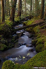 Hood Wilderness Stream 110614 7692 7692