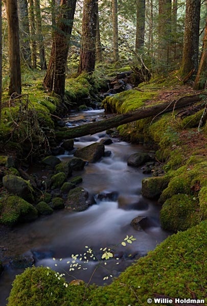 Hood Wilderness Stream 110614 7692 7692