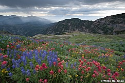 Timpanogos Basin Wildflowers 072720 3994