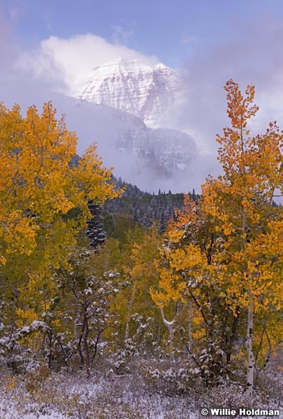 yellow Green Aspens 100413 7770