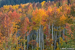 Red Orange Green Aspens 092721 4527