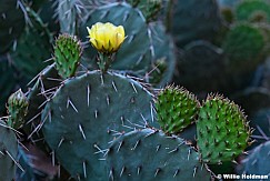 Prickly Pear Yellow Flower 050726 7241