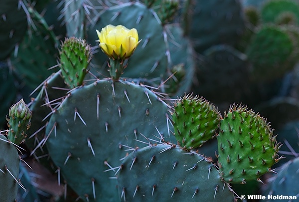 Prickly Pear Yellow Flower 050726 7241