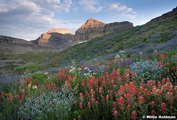 Timpanogos Wildflowers Last Light 072018 4123 3