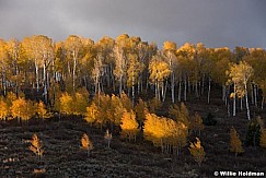 Golden Aspens Strawberry 101417 2161