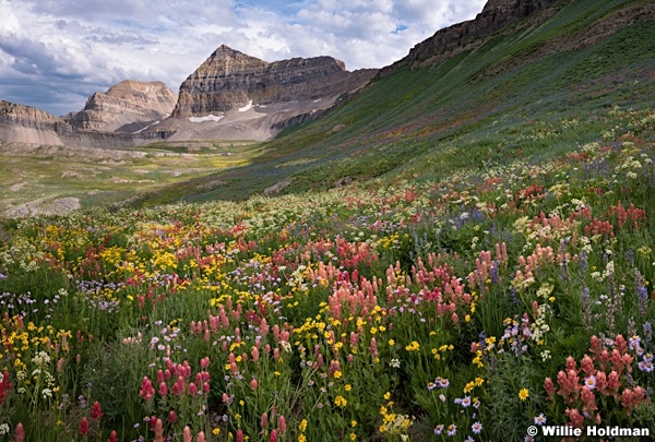 Timpanogos Wildflowers Many