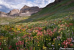 Timpanogos Wildflowers Many