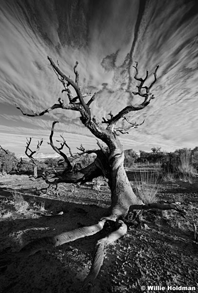 SanRafaeltree102910BW 8790