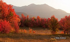 Warm Reds Autumn 092212