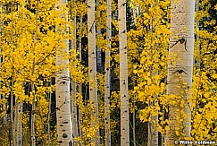 Aspen Lines Autumn Leaves 100722 1596