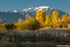 Cascade Yellow Trees 4019