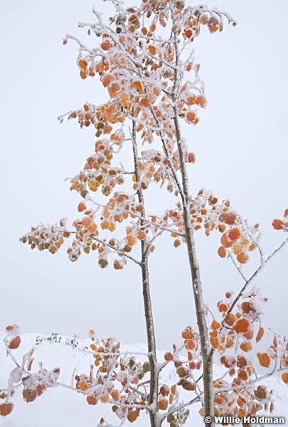 Snow burned quakies 100812a 103