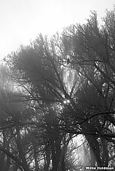 treesunfog020209 2059