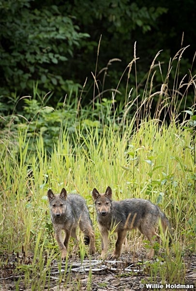 Wolf Family Alaska 081616 1646