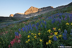 Timpanogos Wildflowers 080116 7024 2