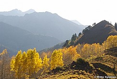 yellowridgecottonwoodcyn092708 9043