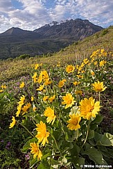 Balsm Root Sunflower Timp 050918 9581